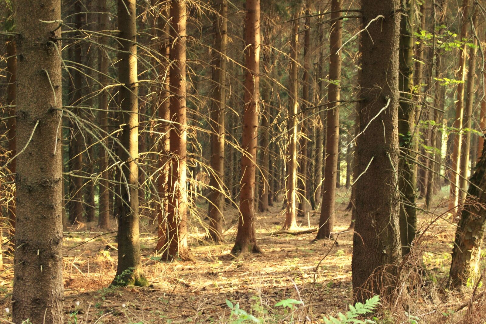 Canon EOS 100D (EOS Rebel SL1 / EOS Kiss X7) sample photo. Forest, trees, nature photography