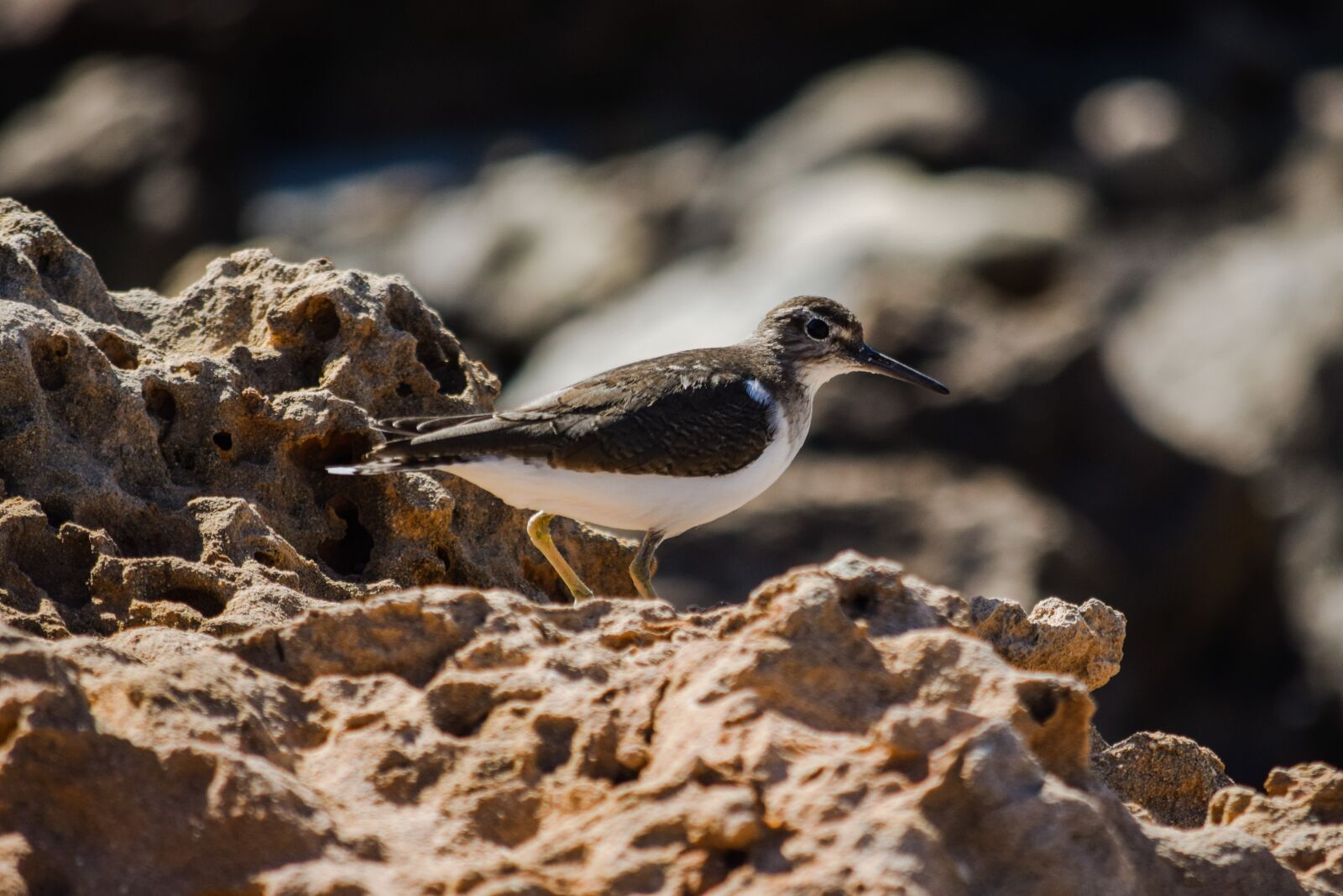 Nikon D3300 sample photo. Stint, grey, seabird photography