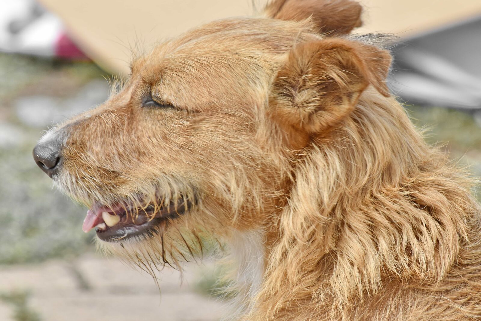 Nikon D5500 sample photo. Dog, light brown, looking photography