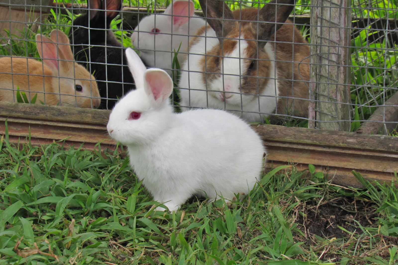 Canon PowerShot SX530 HS sample photo. Rabbit, cute, bunny photography