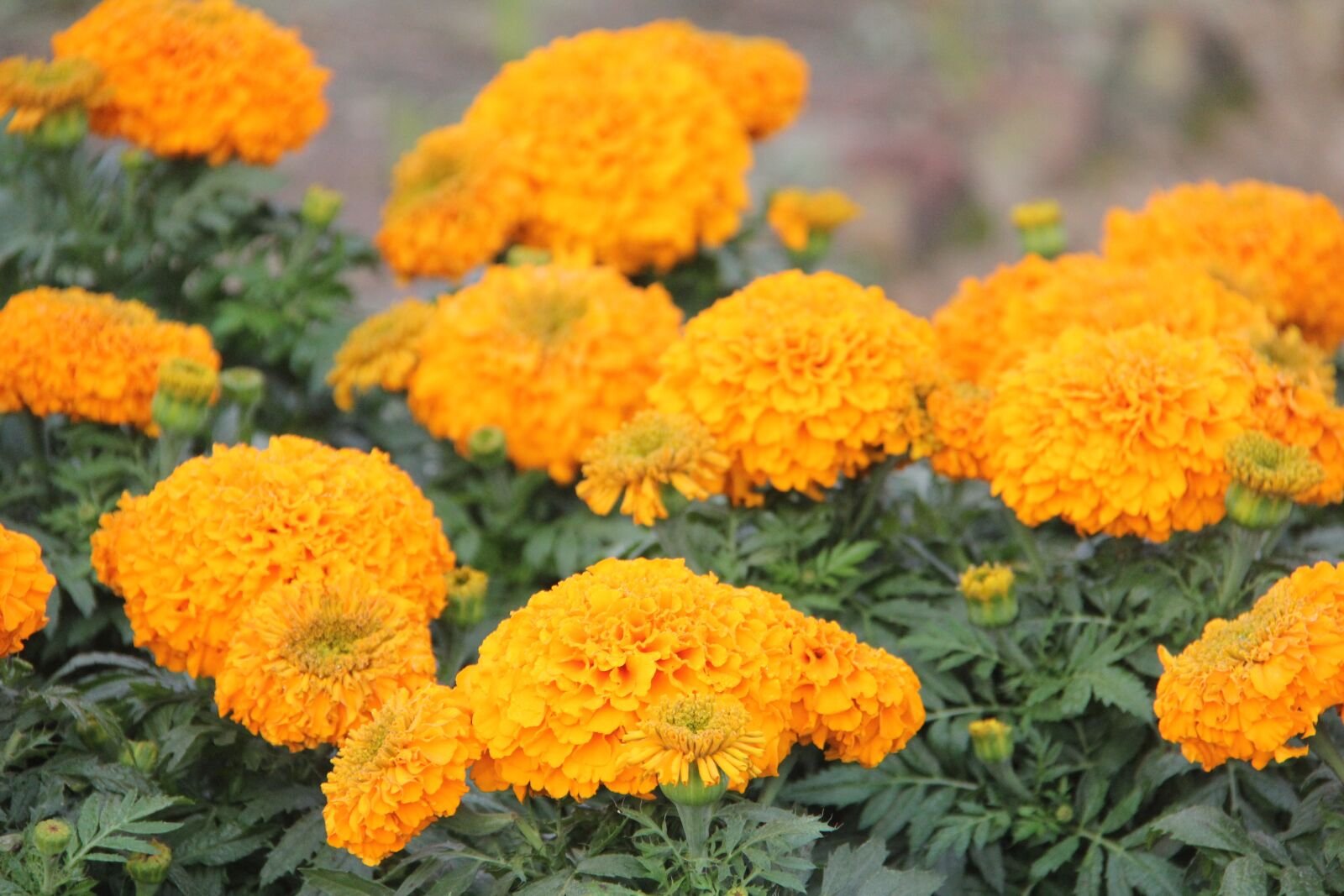 Canon EOS 550D (EOS Rebel T2i / EOS Kiss X4) sample photo. Marigold flower, flowers, pretty photography