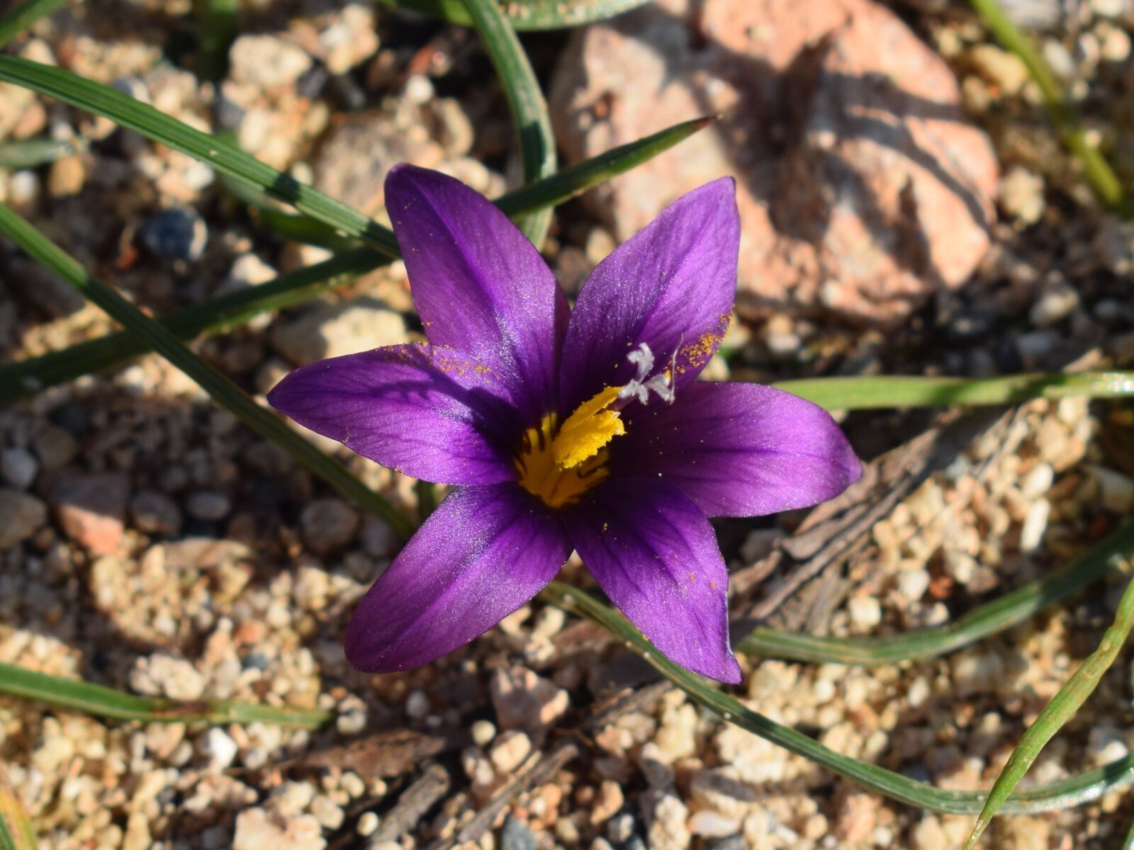 Nikon D3300 sample photo. Flower, purple, flora photography