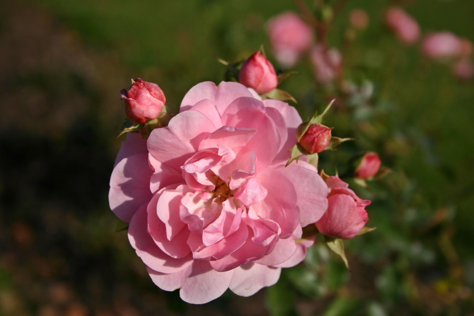Canon EOS 300D (EOS Digital Rebel / EOS Kiss Digital) sample photo. Rose, pink, plant photography