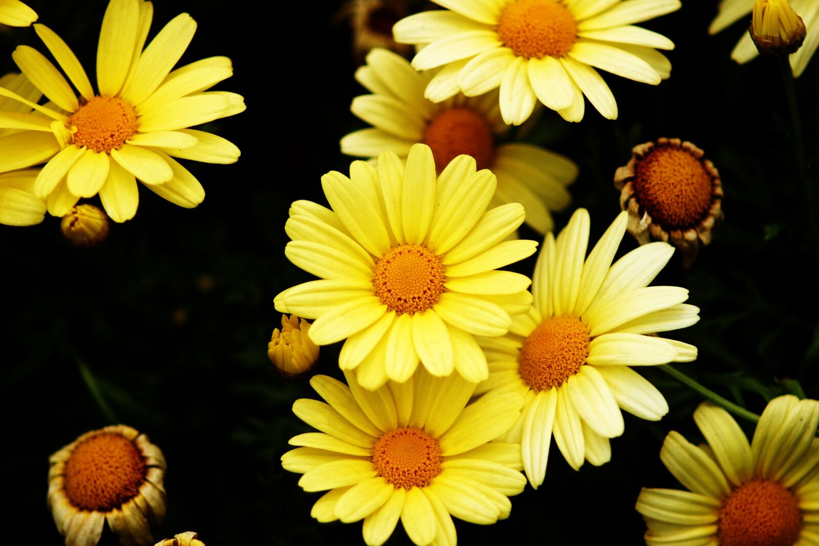 Canon EOS D60 sample photo. Flower, flowers, yellow petal photography