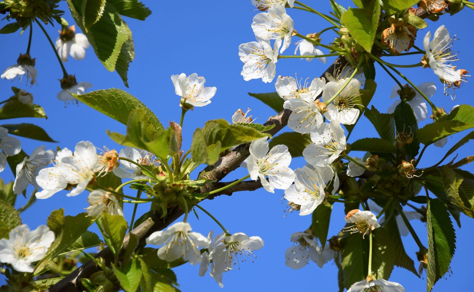 Nikon D5300 sample photo. Flowering cherry, spring, april photography
