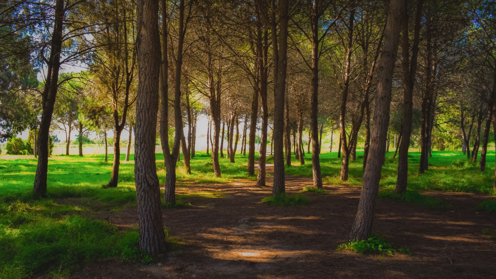 Nikon D3300 sample photo. Forest, park, nature photography