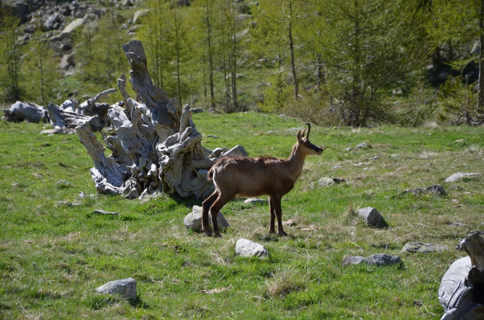 Nikon D7000 sample photo. Chamois, wild animals, wild photography