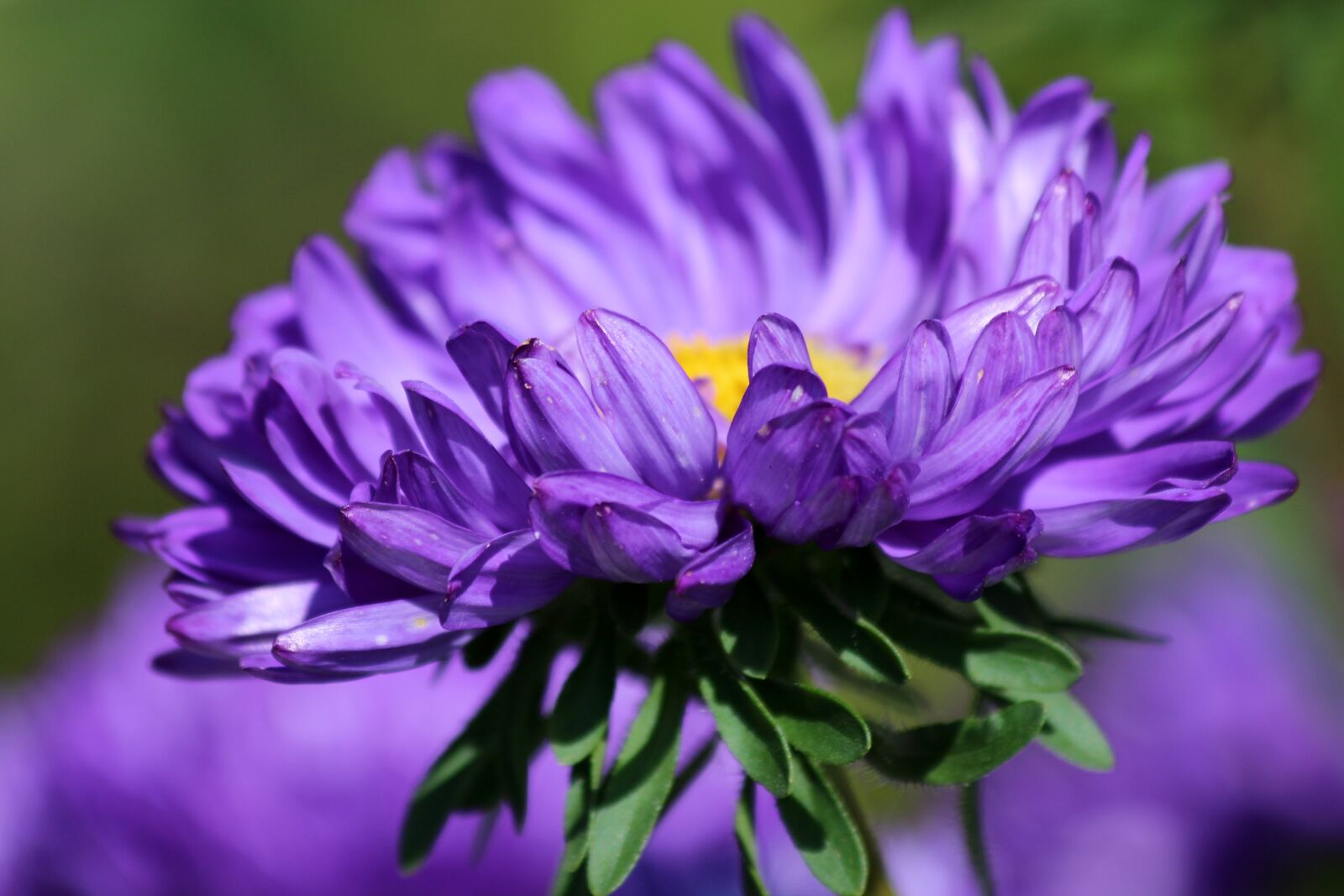 Canon EOS 650D (EOS Rebel T4i / EOS Kiss X6i) sample photo. Astra, purple astra, flower photography