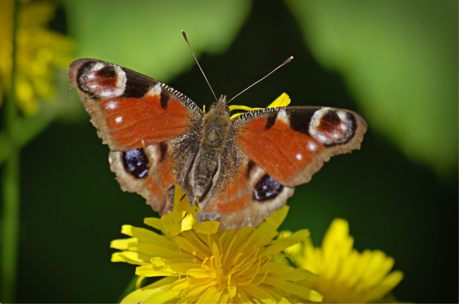 55.0-200.0mm f/4.0-f/5.6 sample photo. Peacock butterfly, butterfly, insect photography