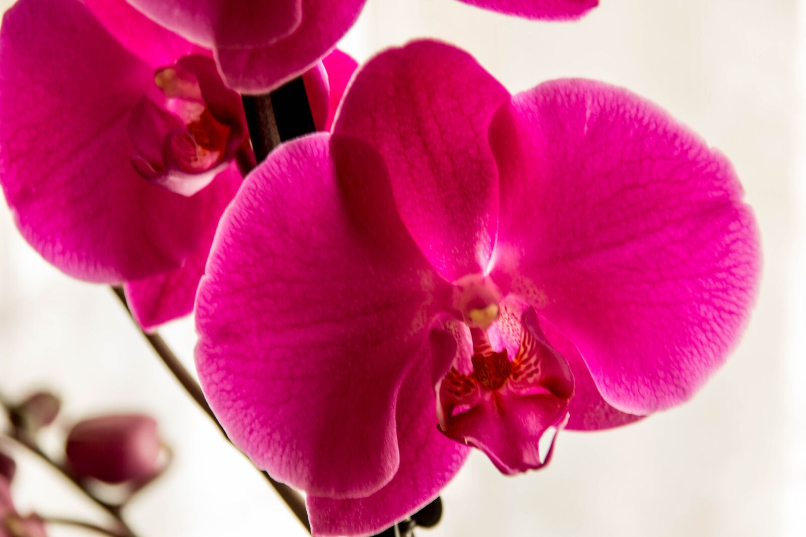 Canon EOS 1100D (EOS Rebel T3 / EOS Kiss X50) sample photo. Flowers, orchid, nature photography