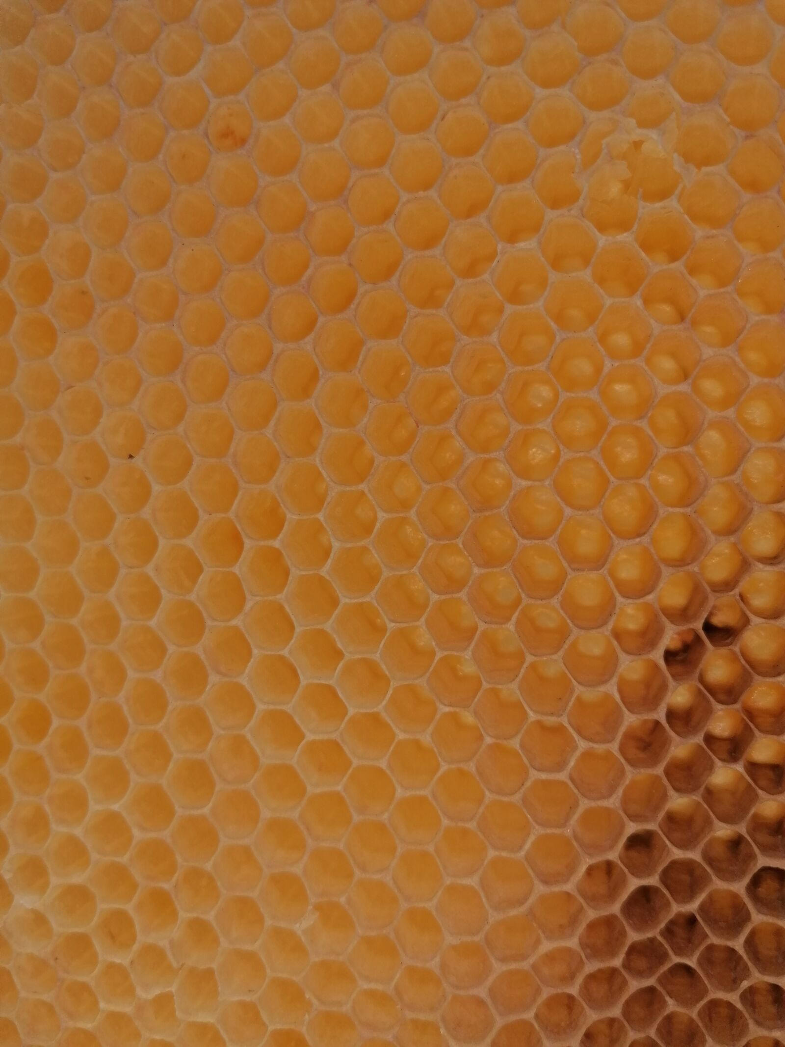 HUAWEI P30 LITE sample photo. Honeycomb, wax, wax honeycomb photography