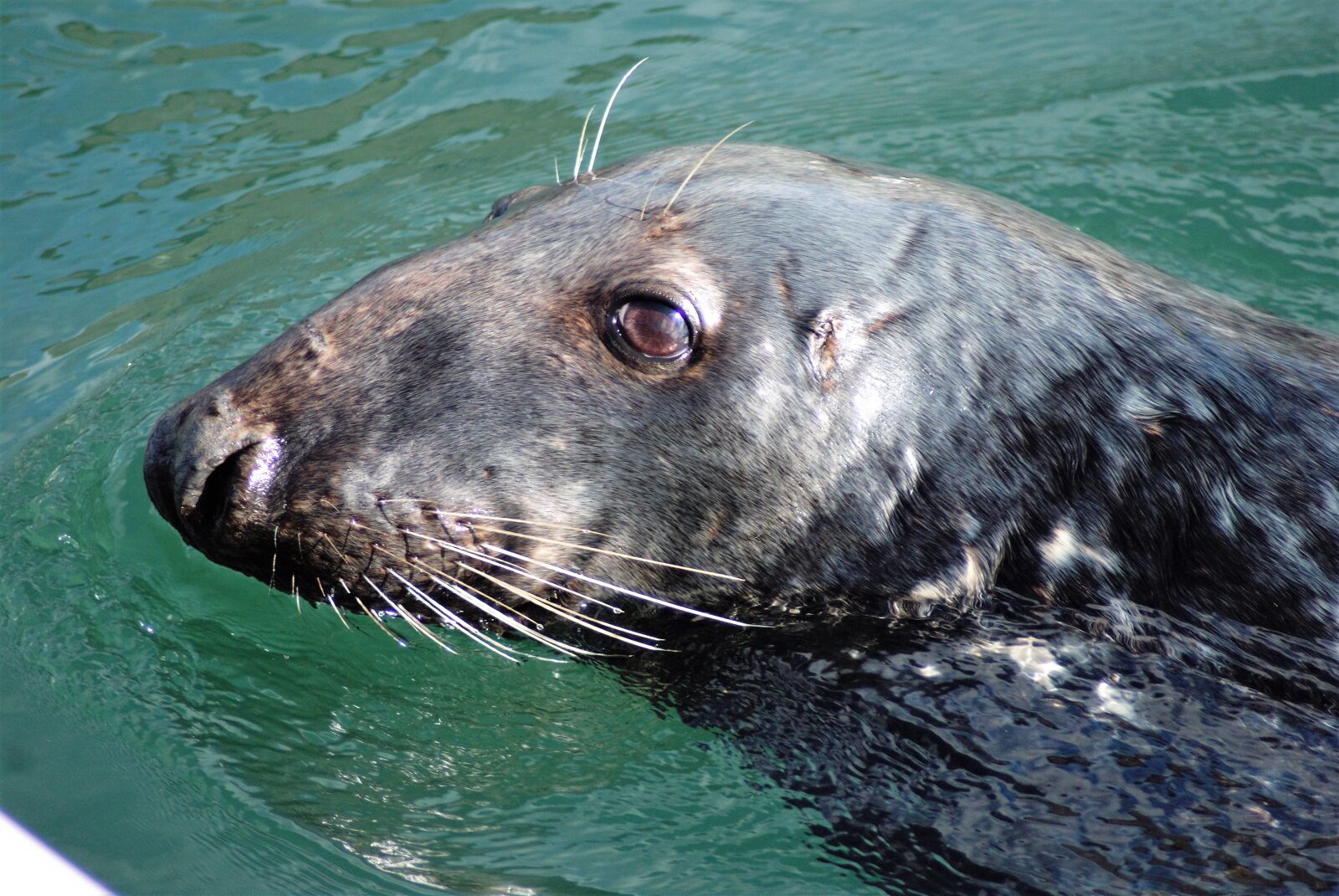 Sony Alpha DSLR-A200 sample photo. Sea lion, irish, animal photography