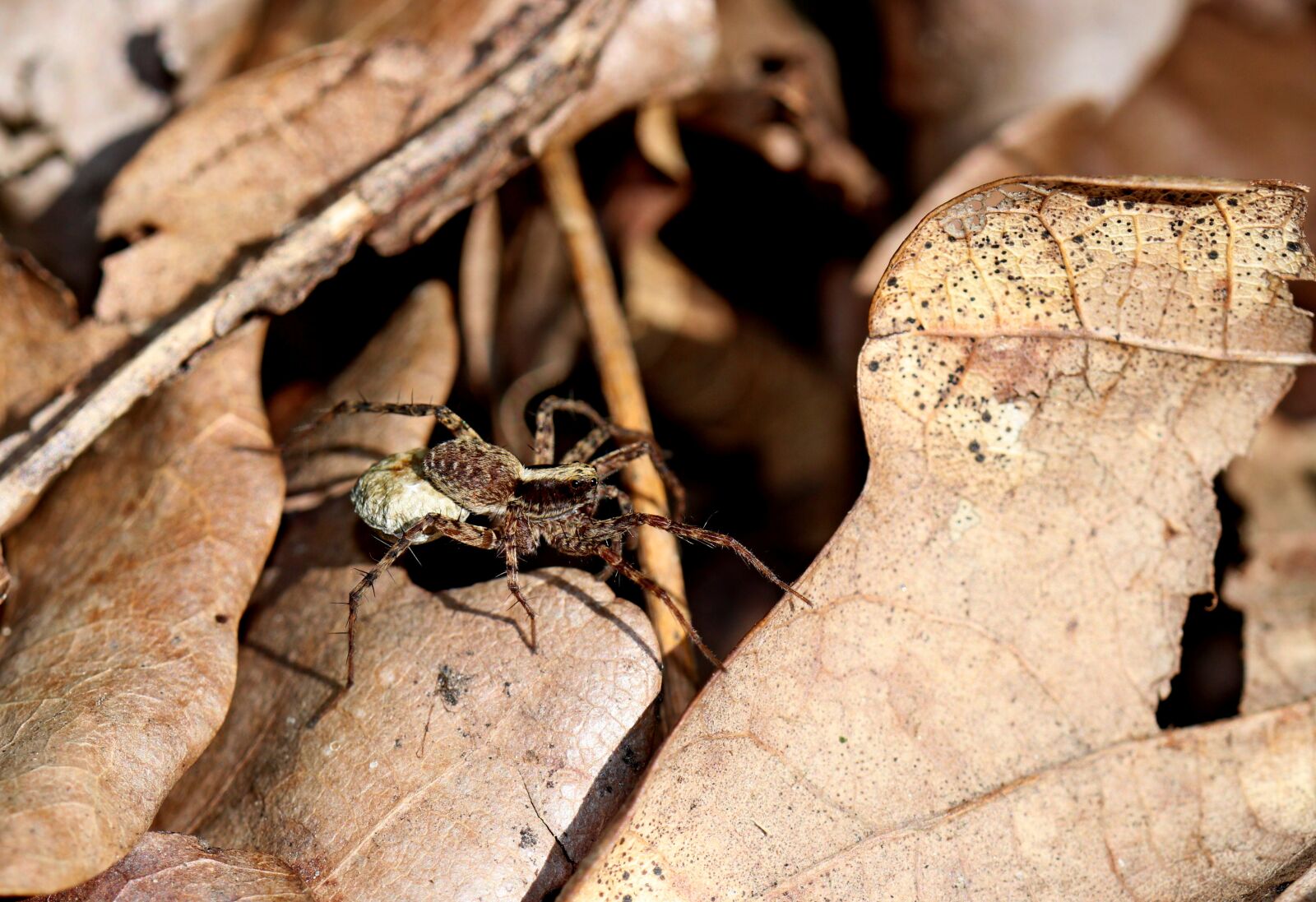 Canon EOS 80D sample photo. Spider, spring, insect photography