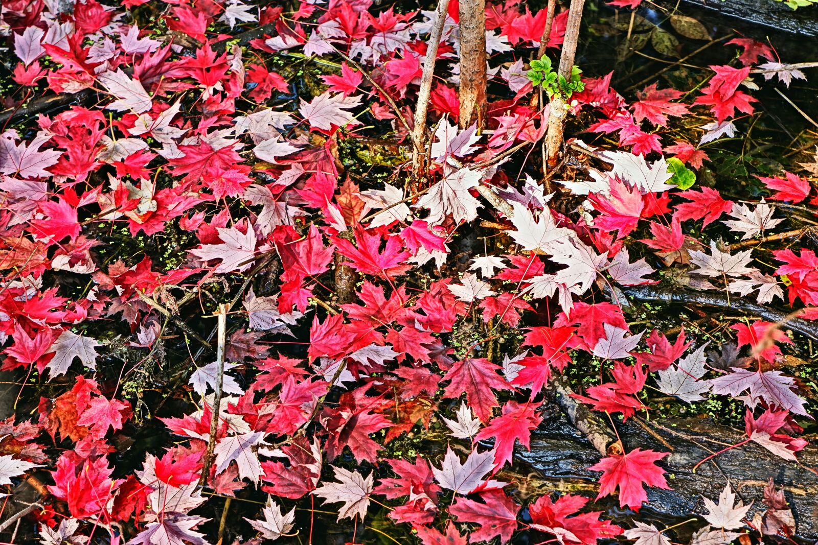 Fujifilm X-A5 sample photo. Foliage, clone, autumn photography