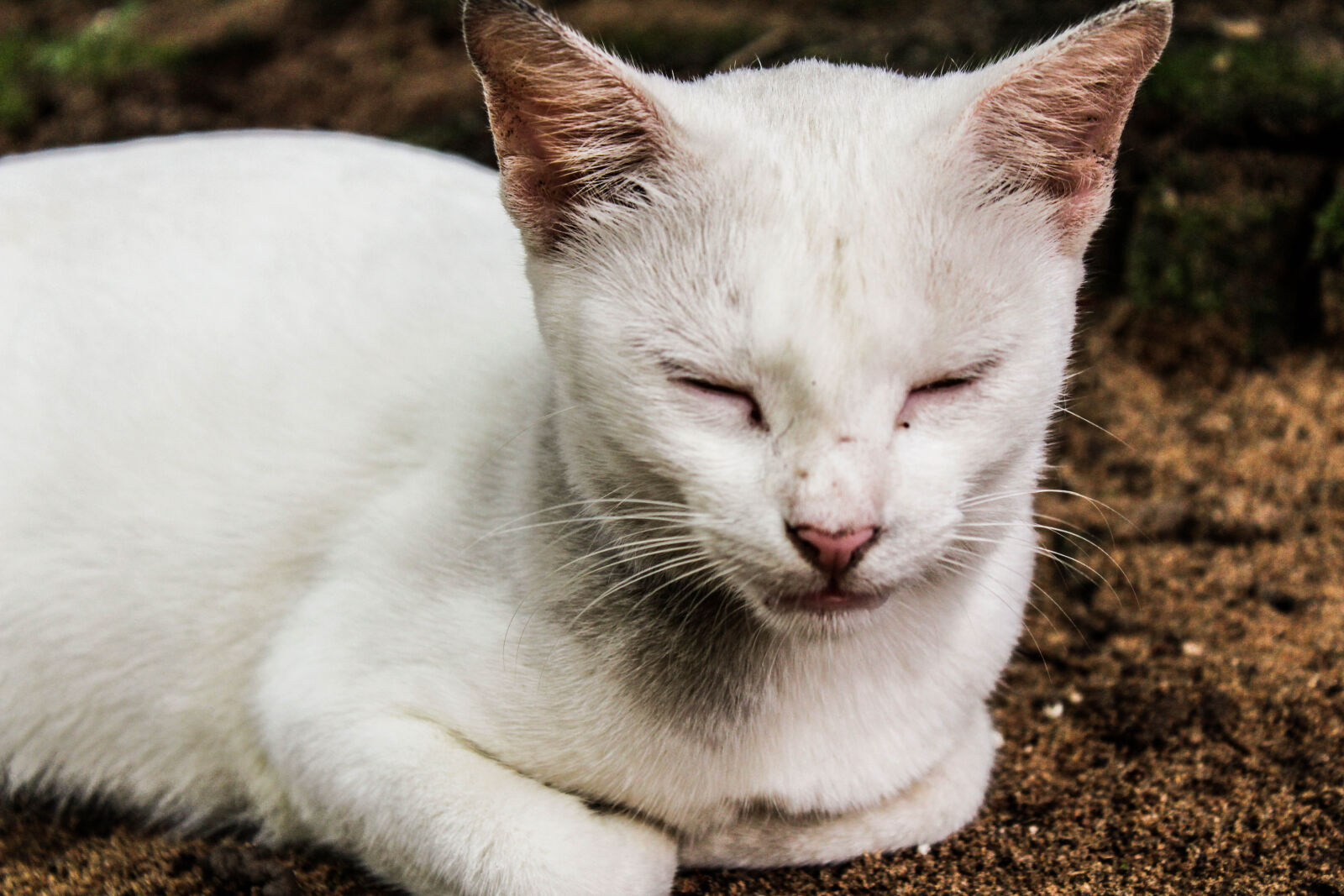 Canon EOS 1300D (EOS Rebel T6 / EOS Kiss X80) sample photo. Animal, biology, cat, closeup photography