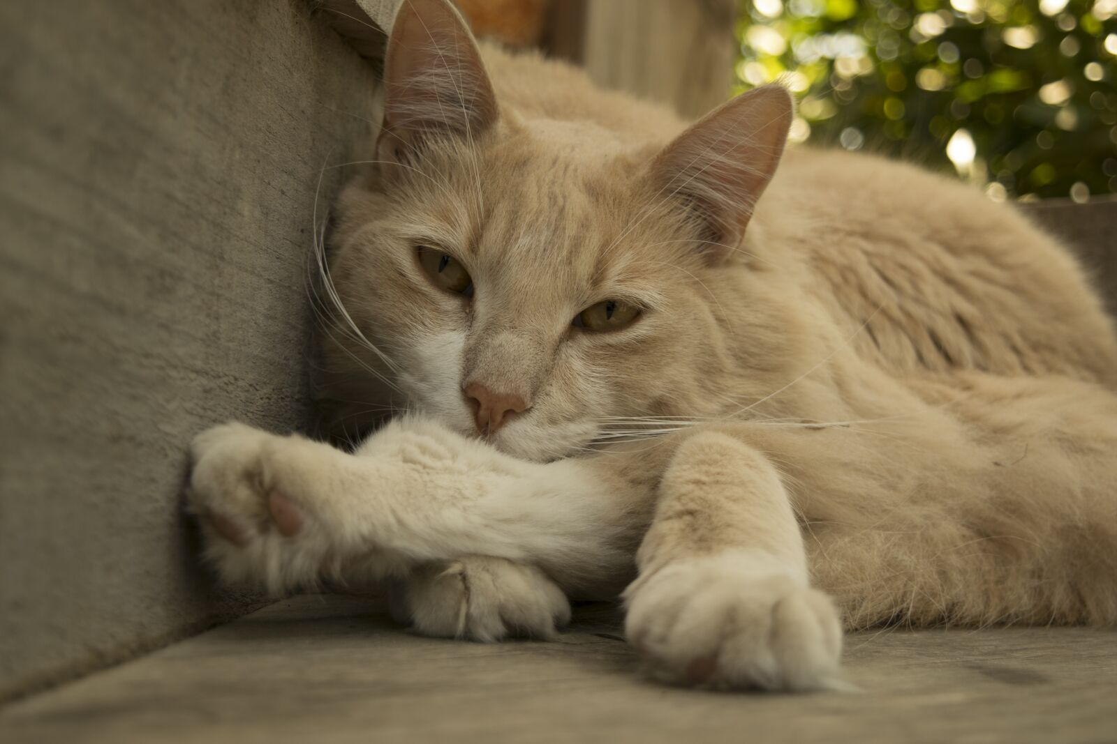 Nikon D5300 sample photo. Cat, rest, animals photography