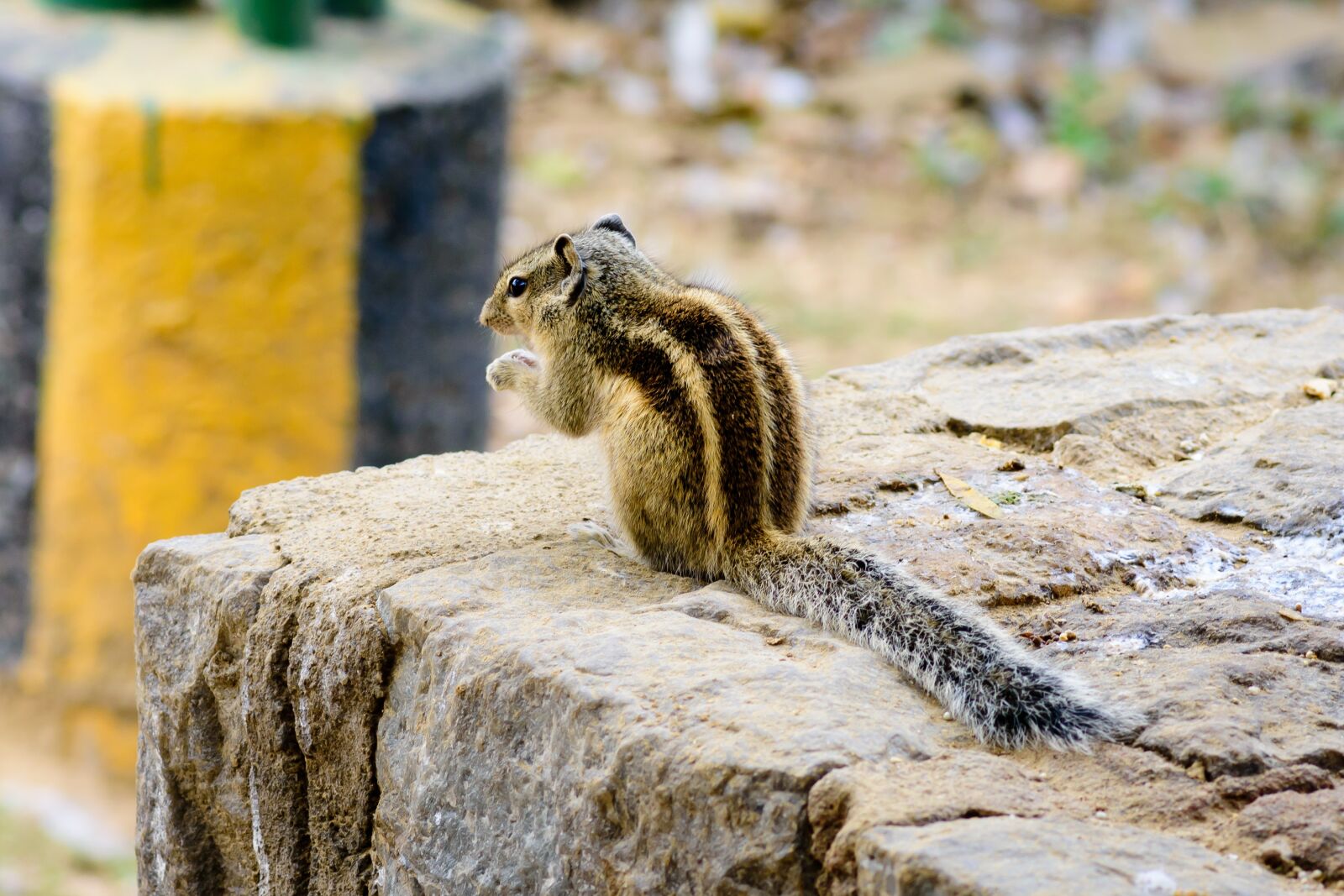 Nikon D7200 sample photo. Squirrel, animal, animal photography photography