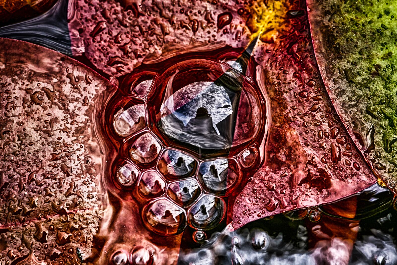 Canon EOS 5D sample photo. Air bubbles, garden pond photography
