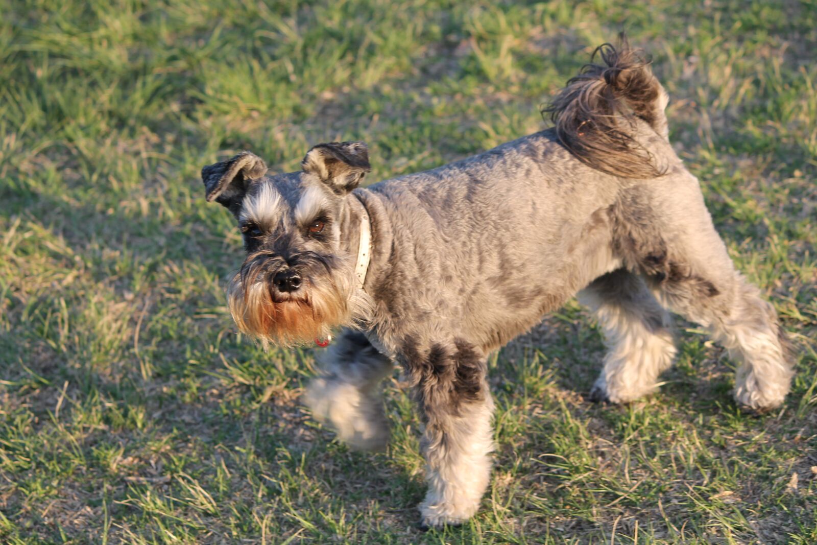 Canon EOS 1100D (EOS Rebel T3 / EOS Kiss X50) sample photo. Dog, schnauzer, beard photography