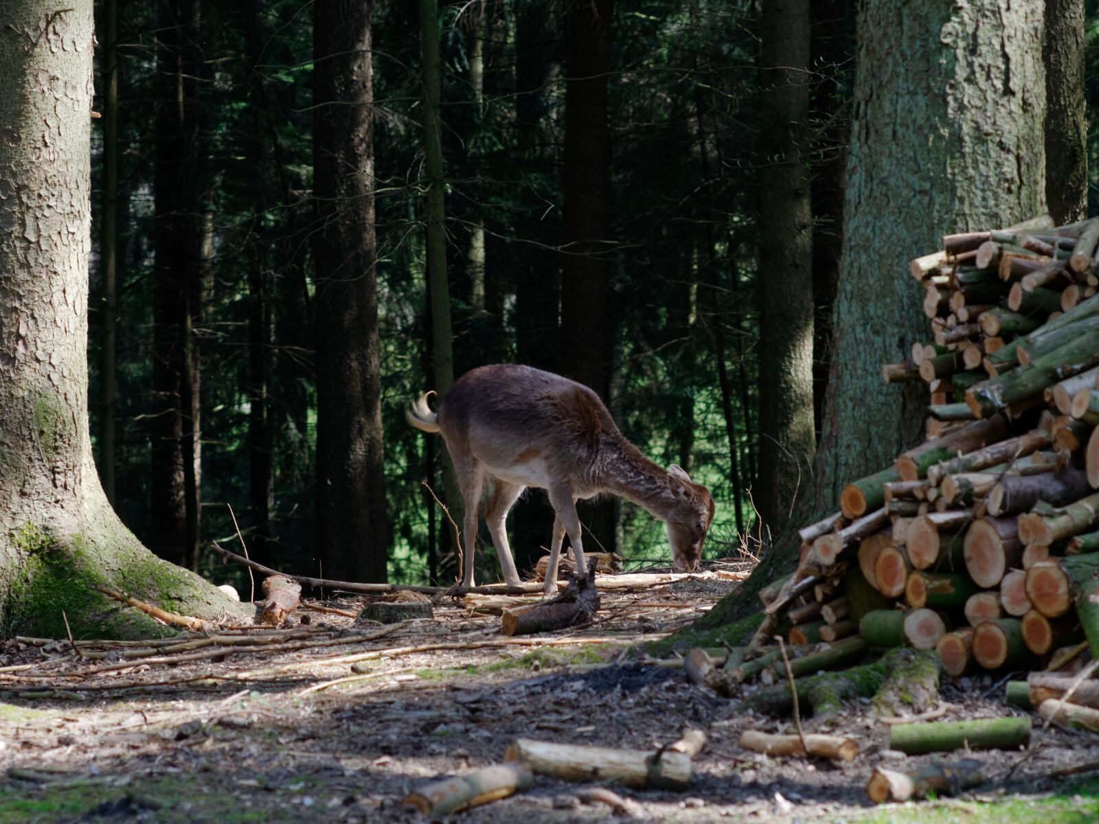 Nikon D300S sample photo. Roe deer, forest, animal photography