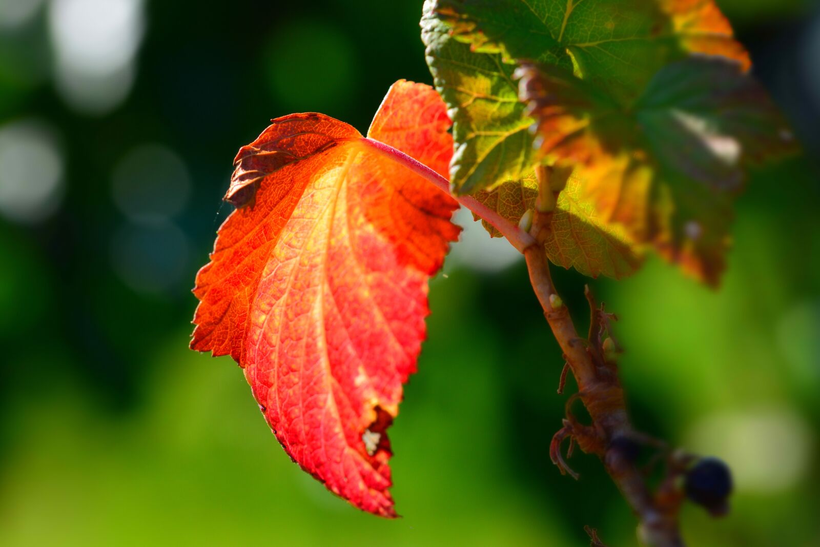 Nikon D5200 sample photo. Leaf, coloring, autumn colours photography