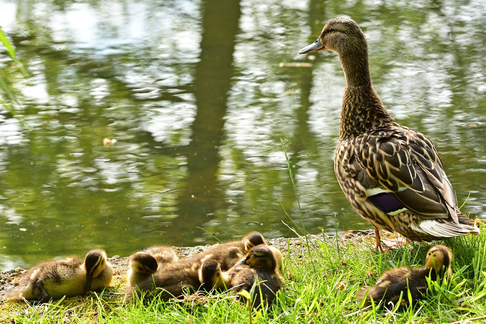 Nikon D5200 sample photo. Nature, duck, chicks photography