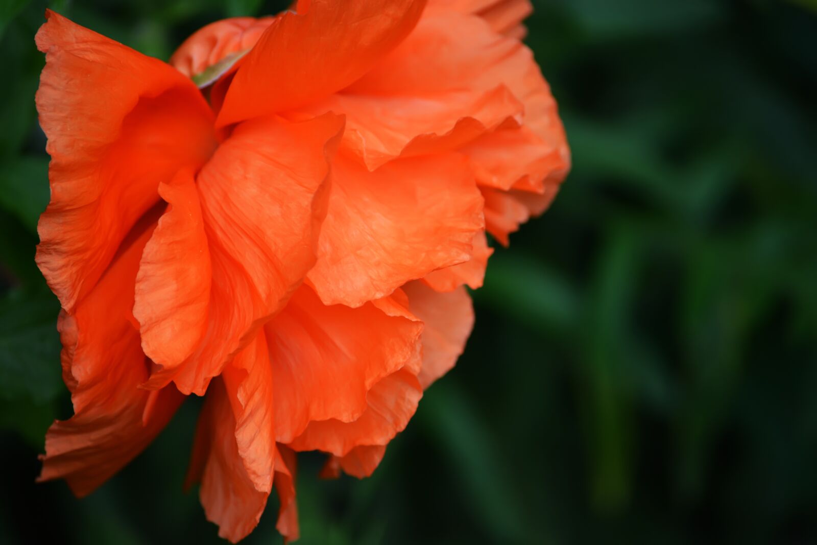 Nikon D5200 sample photo. Mack, garden, spring photography