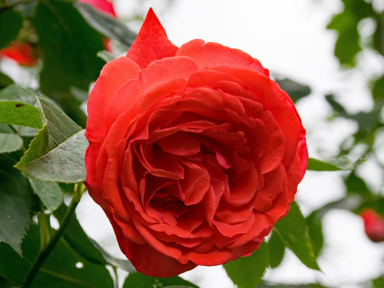 Nikon D5300 sample photo. Rose, papi delbard, climbing photography
