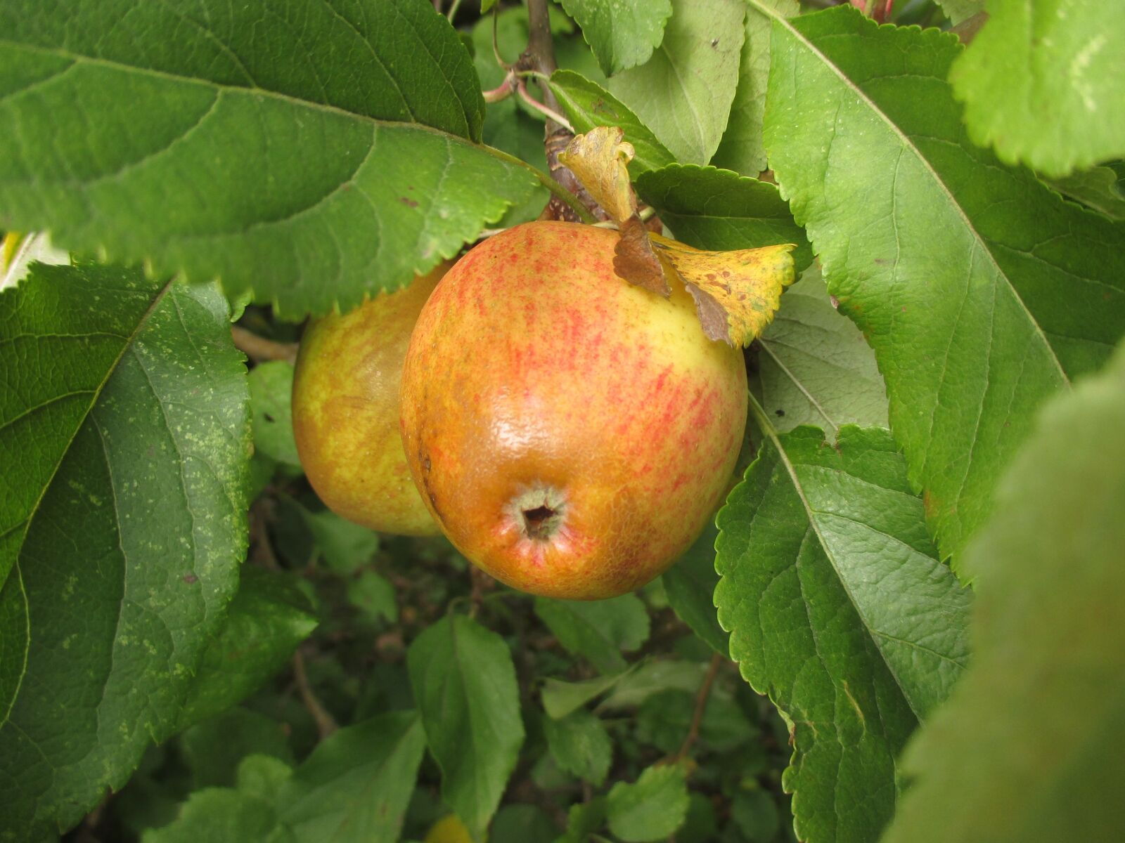 Canon PowerShot ELPH 140 IS (IXUS 150 / IXY 130) sample photo. Apple, tree, fruit photography