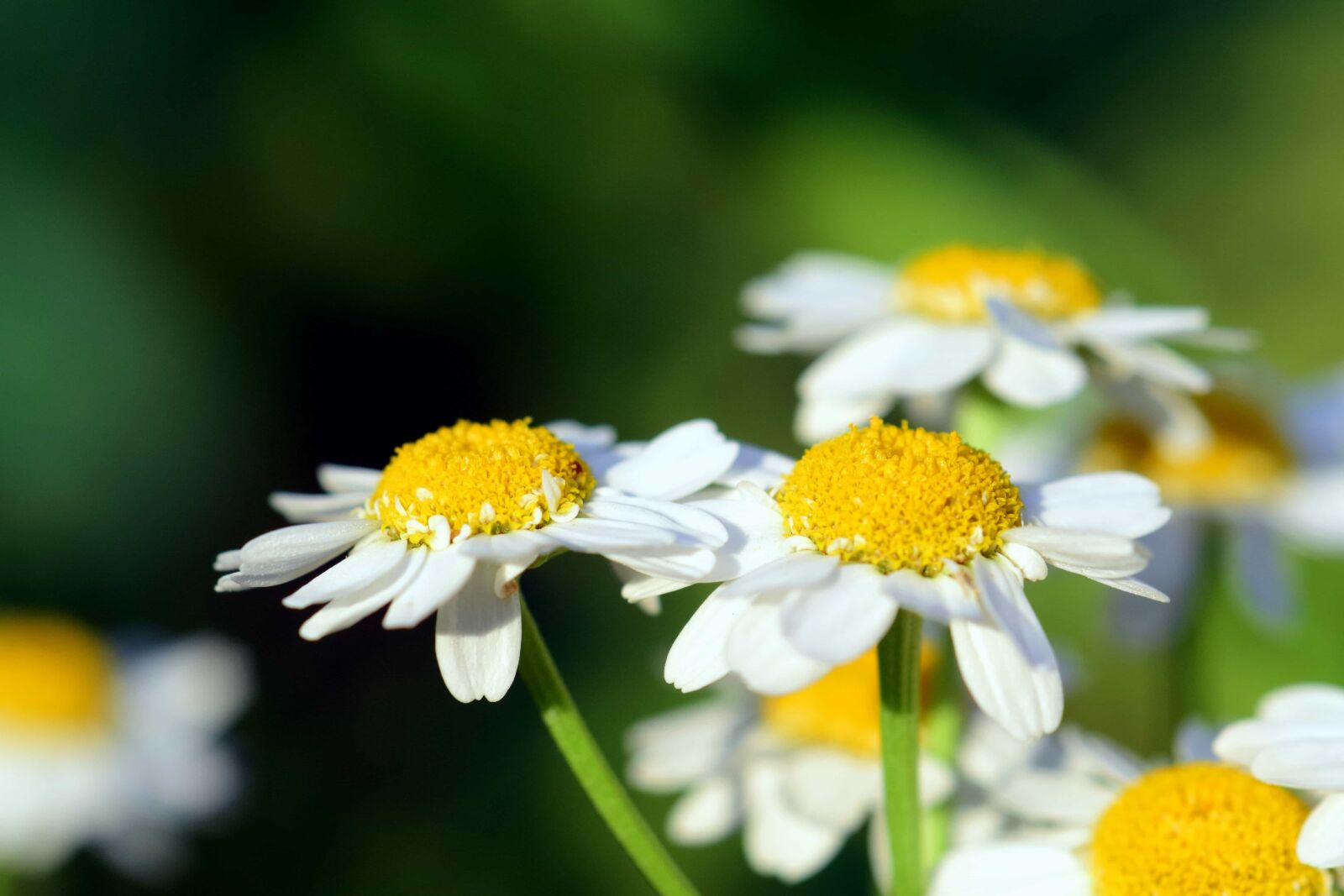 Nikon D3300 sample photo. Chamomile, flora, macro, flower photography