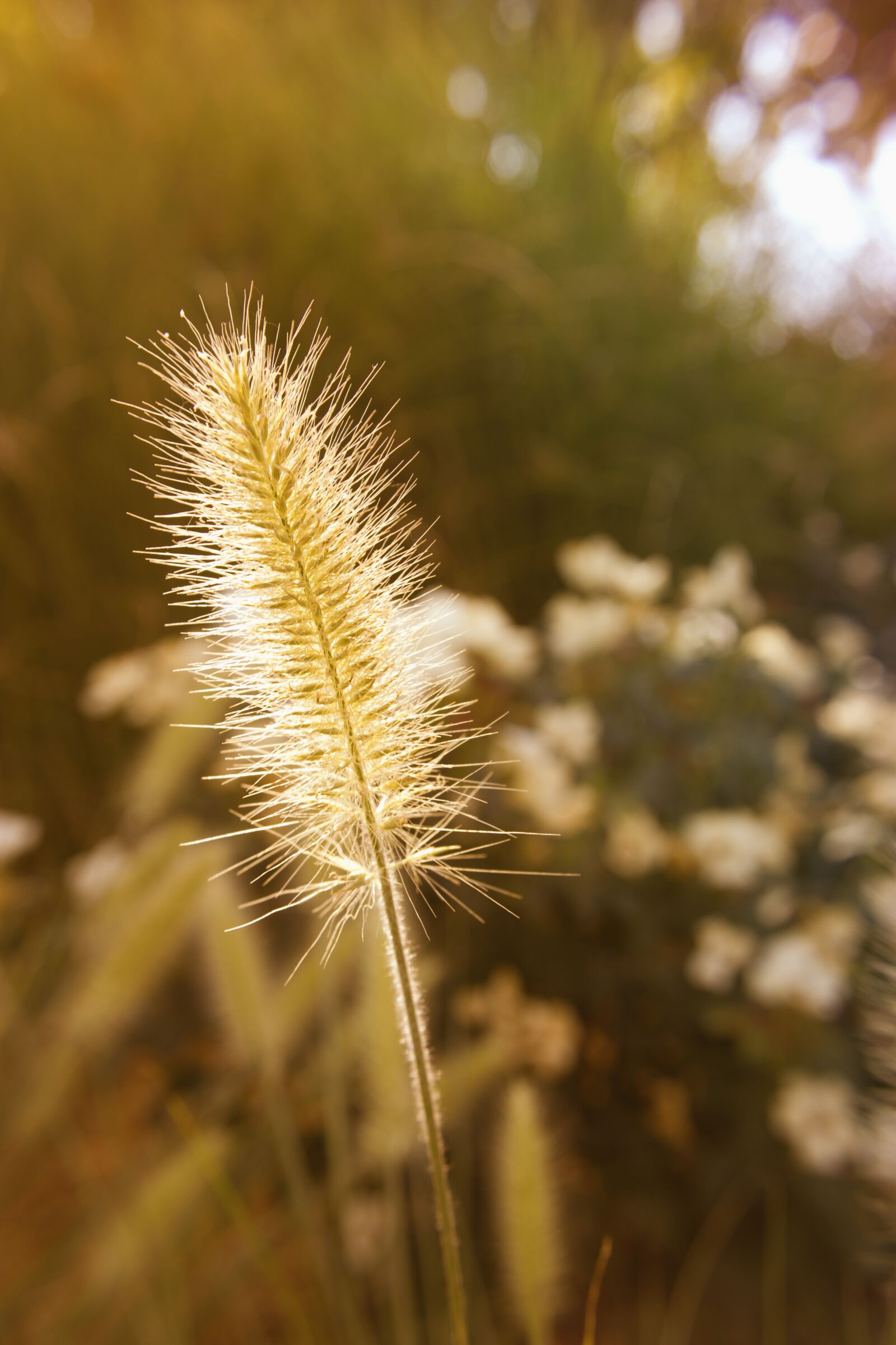 Canon EOS 550D (EOS Rebel T2i / EOS Kiss X4) sample photo. Nature, summer, sun photography
