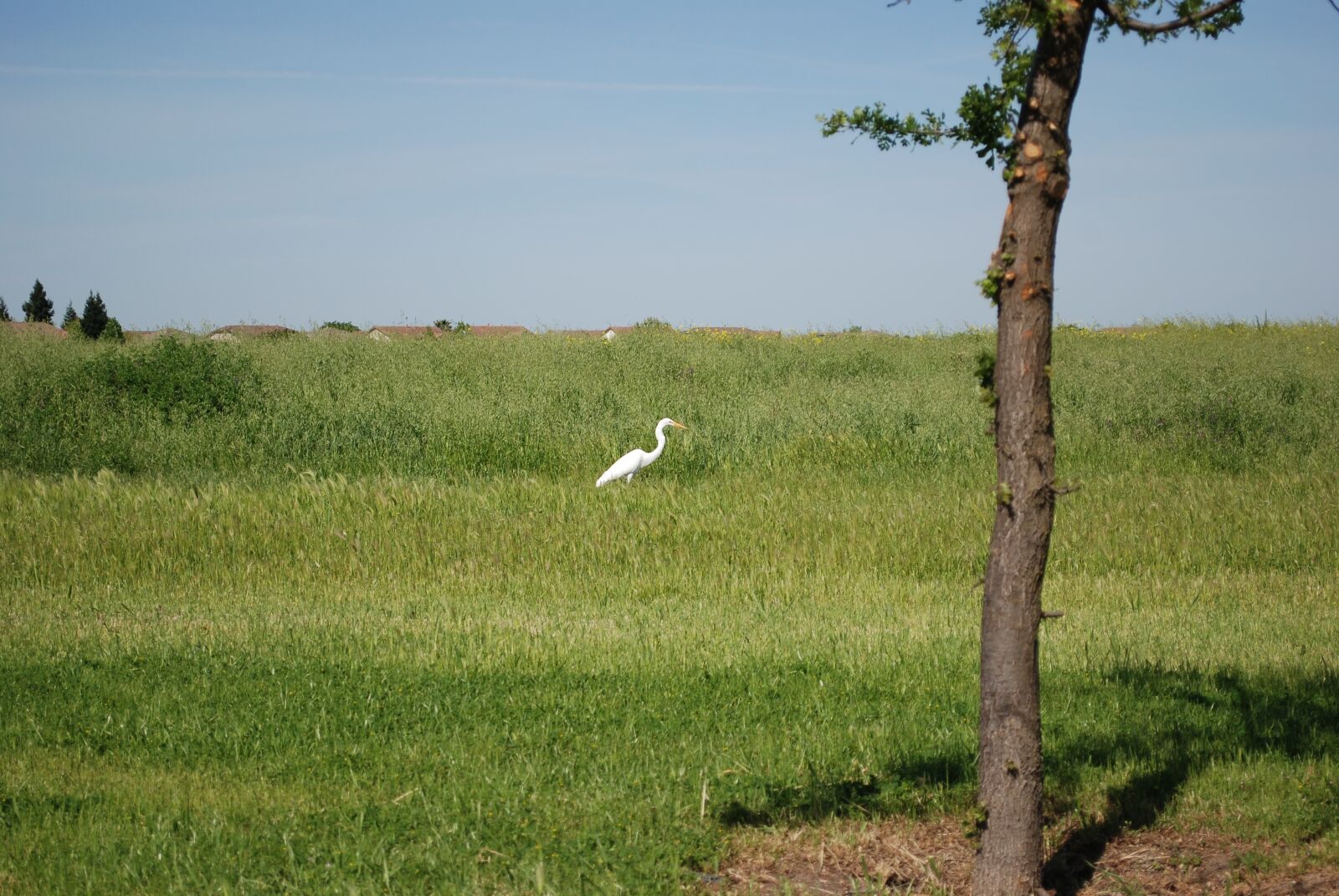 Nikon D80 sample photo. Nature, landscape, grass photography