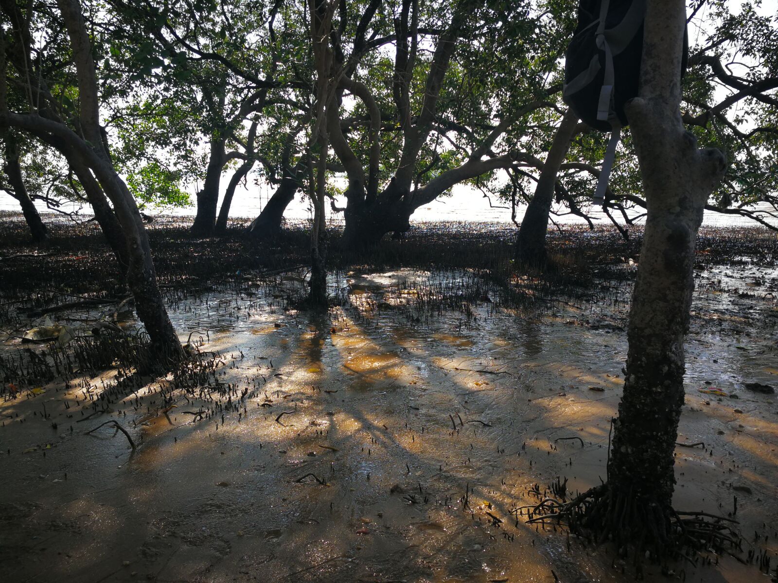 HUAWEI Mate 9 sample photo. Mangroves, ranong, thailand photography