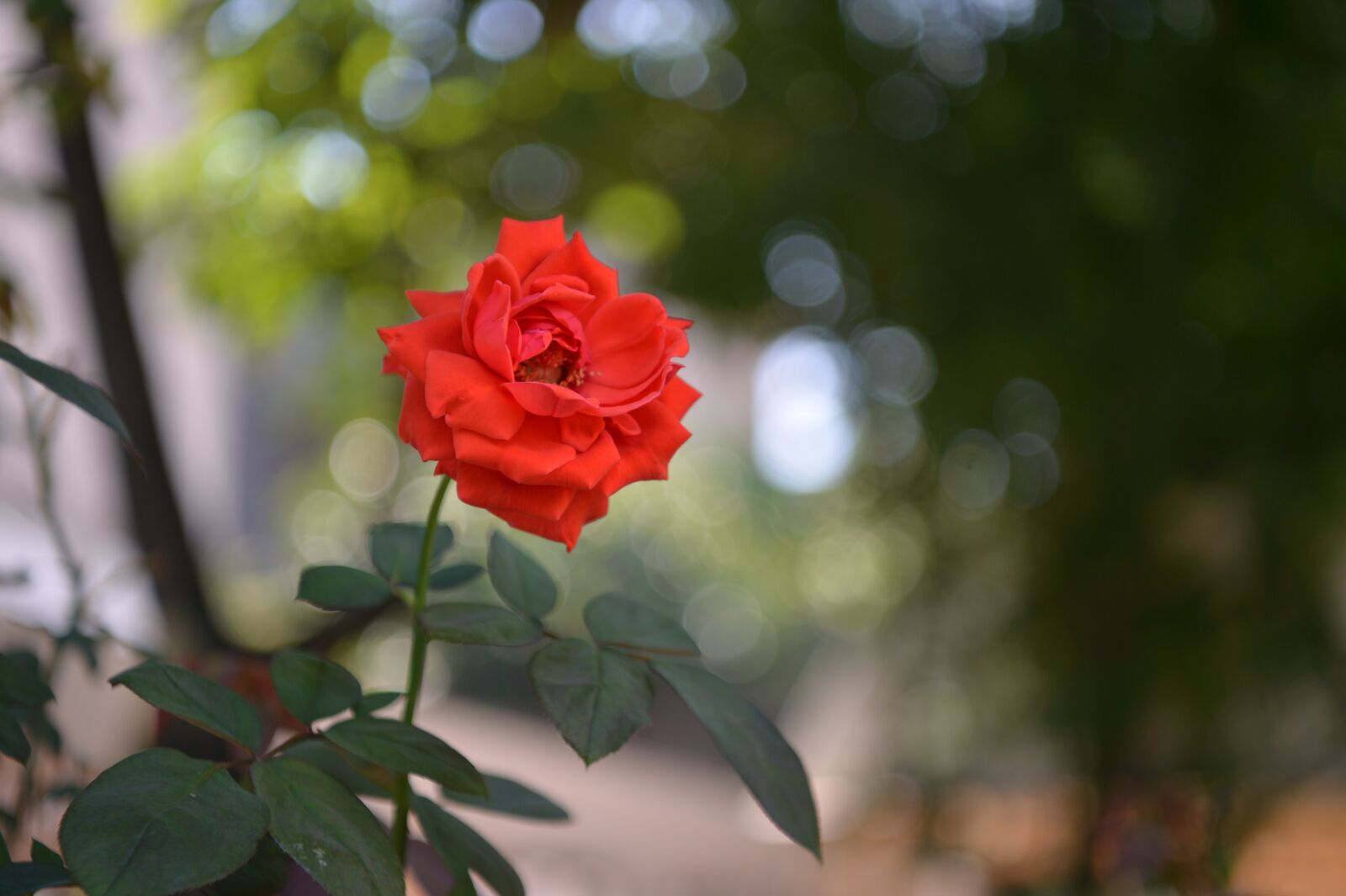 Nikon D4 sample photo. Rose, flower, petals photography
