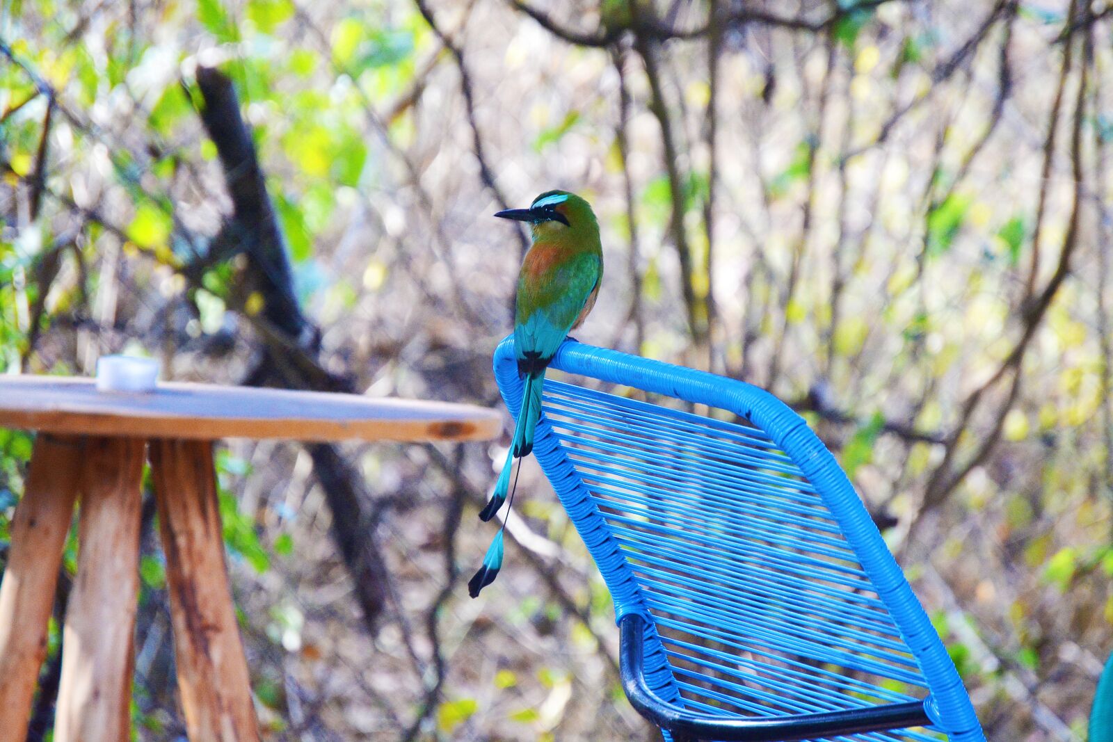 Nikon D5200 sample photo. Guardabarranco, bird, nature photography