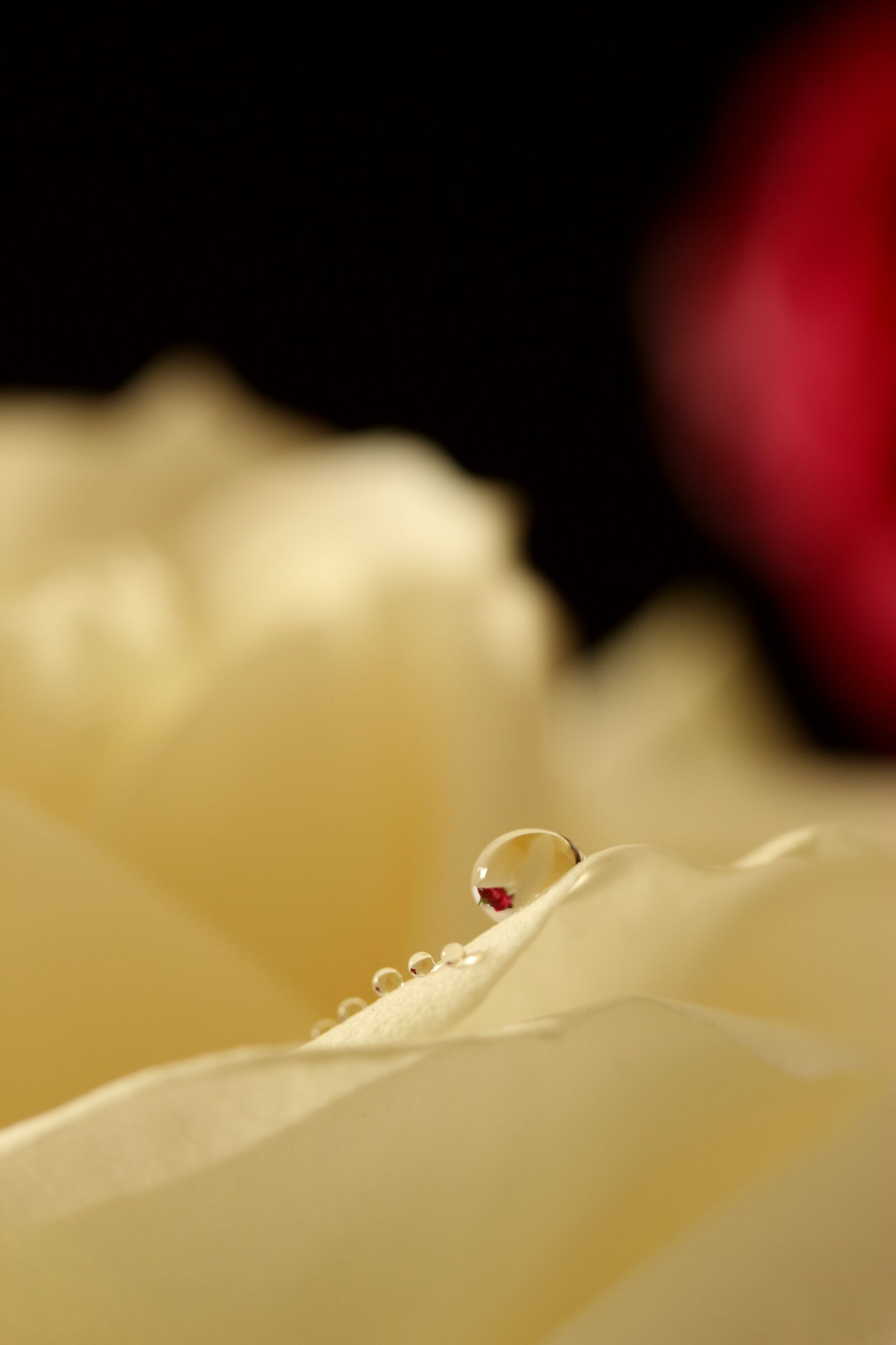 Canon EF-S 60mm F2.8 Macro USM sample photo. Rose, weis, flower photography