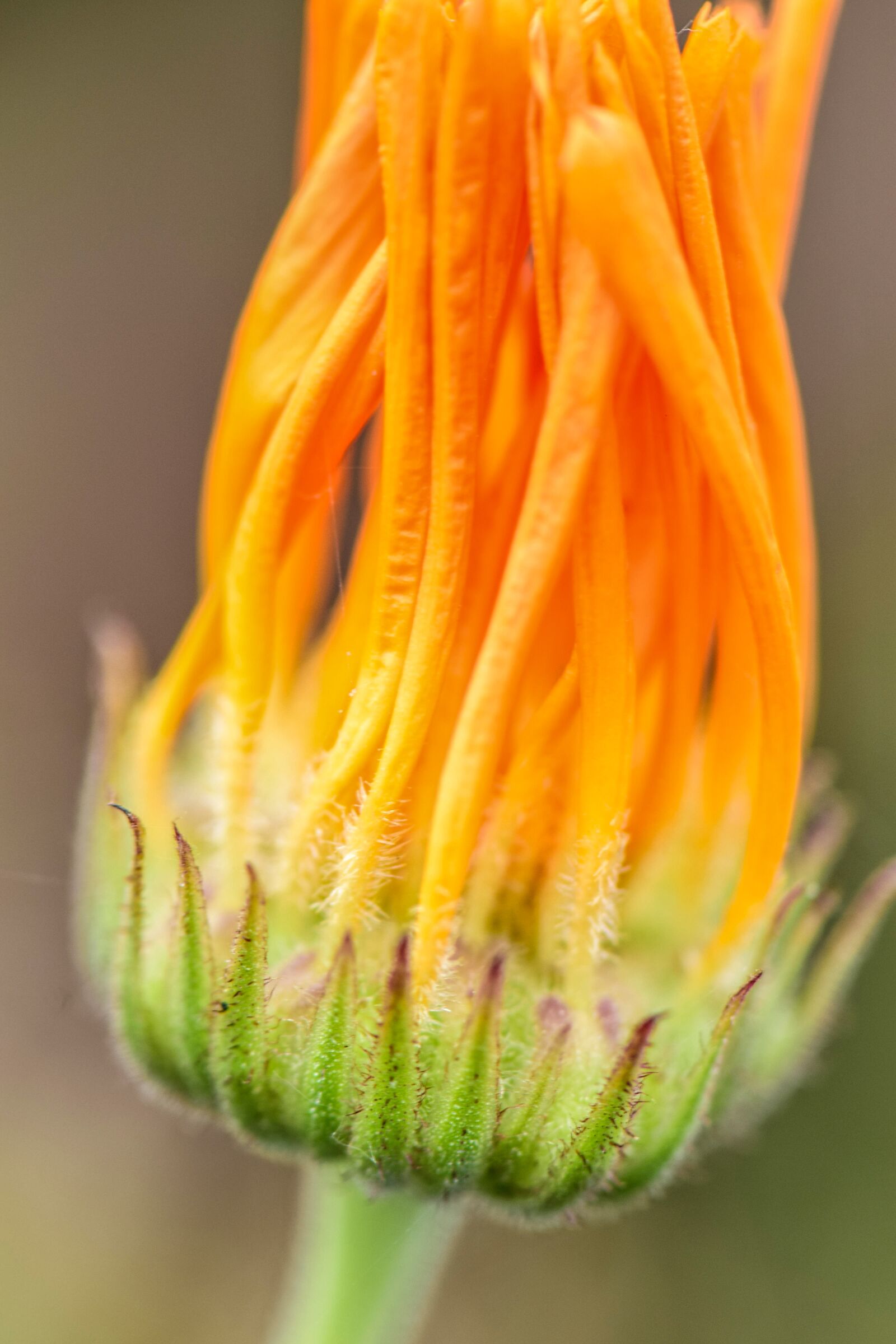 Nikon D5300 sample photo. Flowers, nature, bloom photography