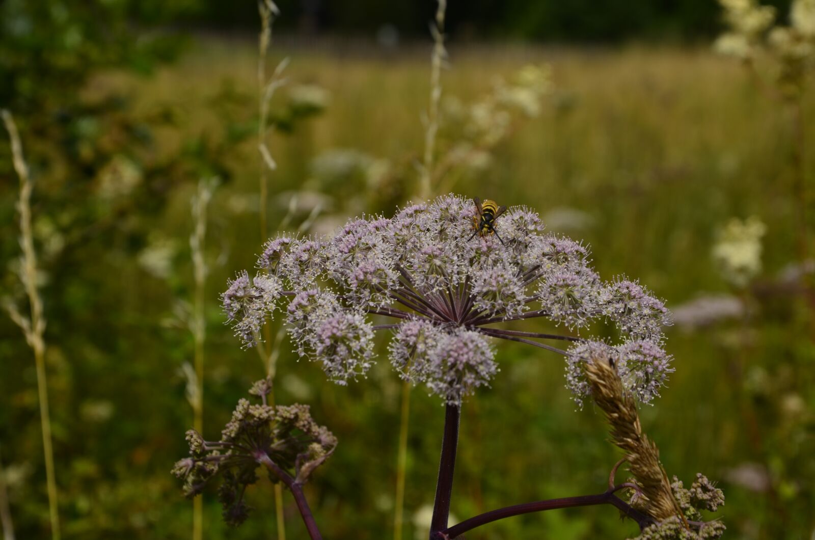 Nikon D5100 sample photo. Blossom, bloom, flower photography
