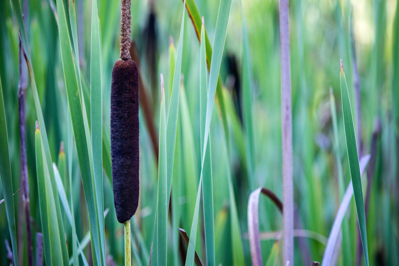 Canon EOS 760D (EOS Rebel T6s / EOS 8000D) sample photo. Cane, plant, leaf, wetland photography