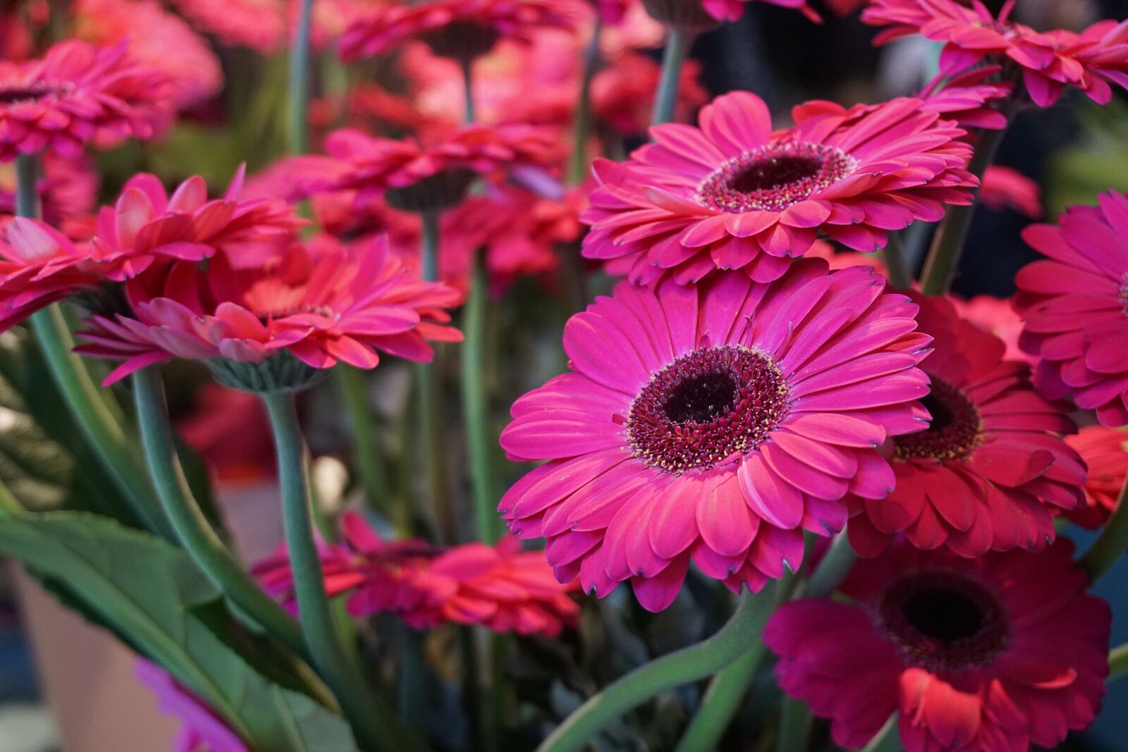 Sony a5100 sample photo. Flower, gerberer, schnittblume photography