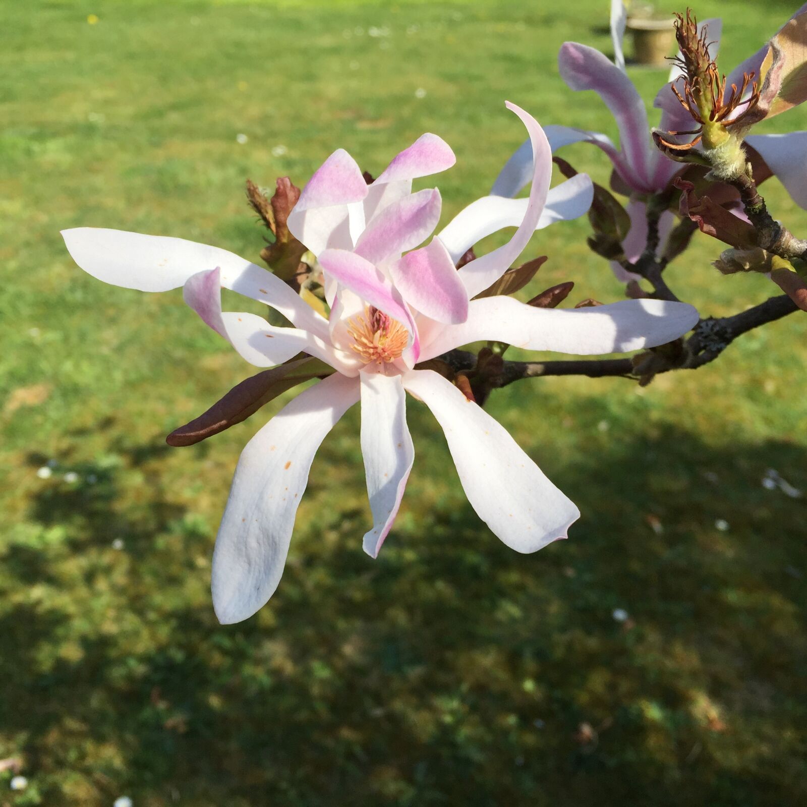 Apple iPhone 6 sample photo. Flower, magnolia, nature photography