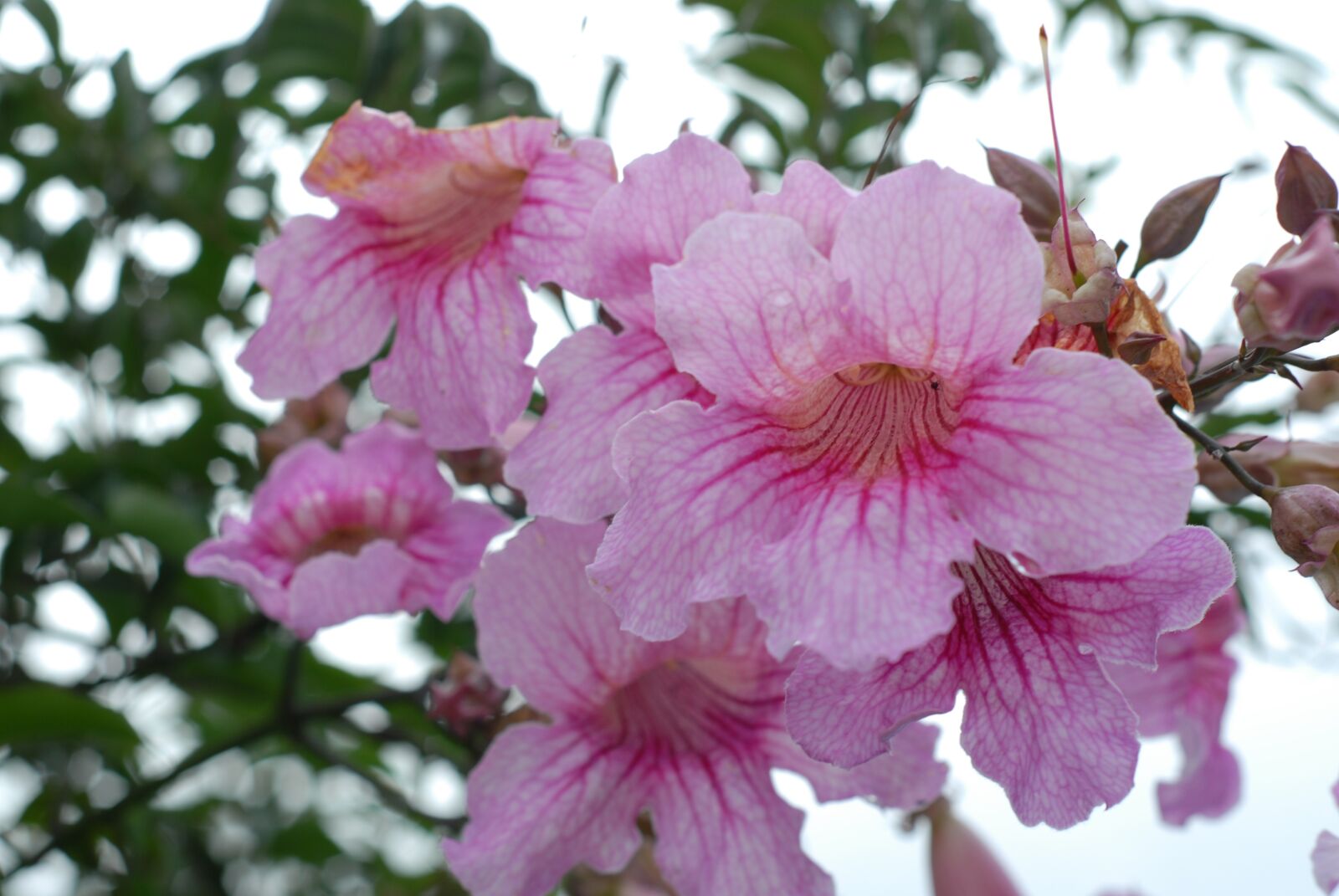 Nikon D200 sample photo. Pink flower, flowers, spring photography