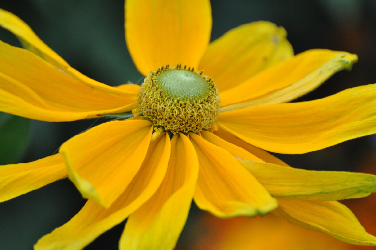 Nikon D90 sample photo. Daisy, marguerite, garden photography