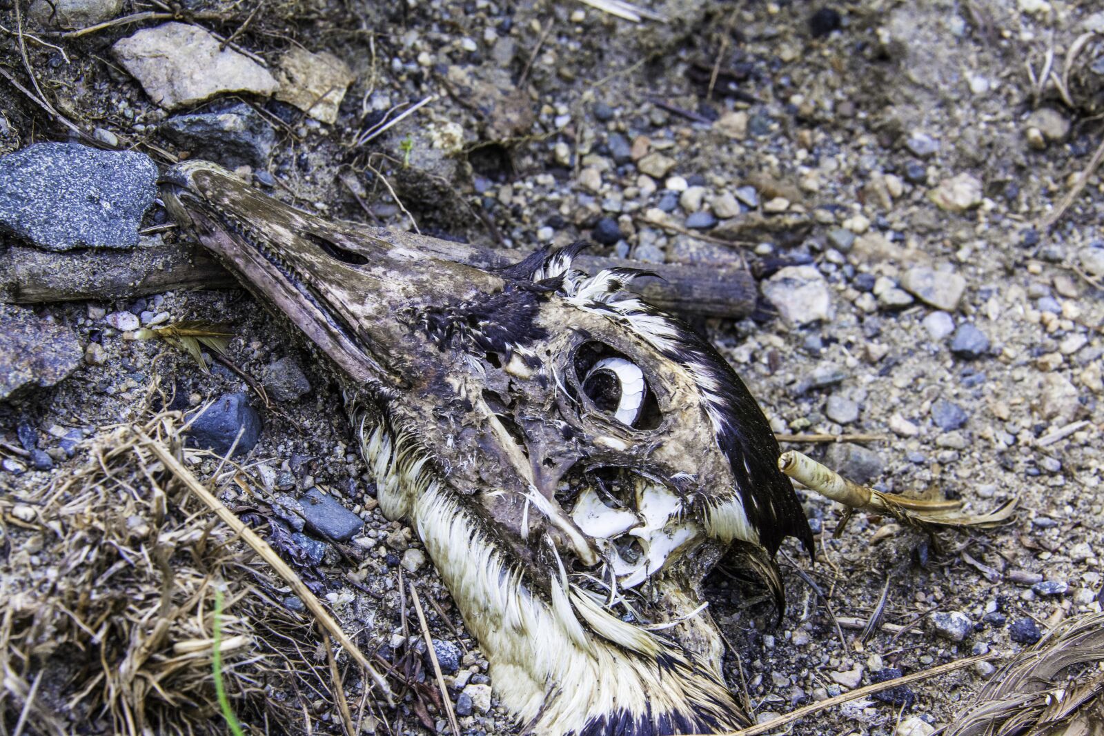 Canon EOS 5D Mark II sample photo. "Duck, skeleton, dead" photography