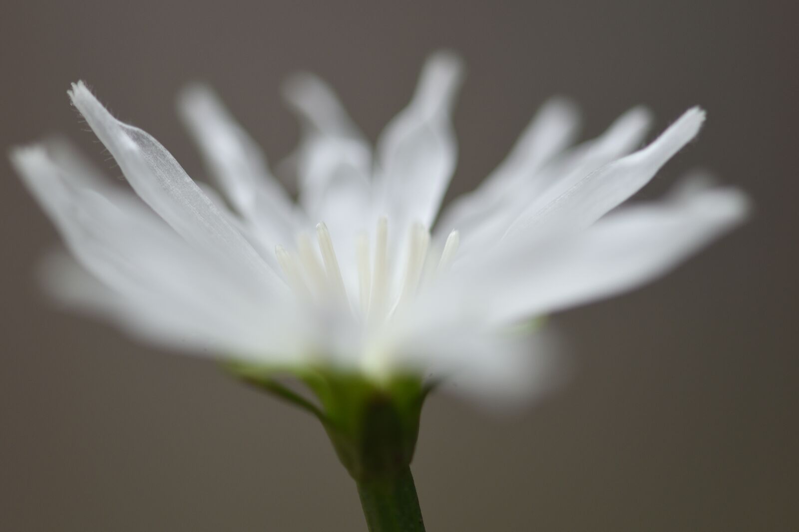 Nikon D750 sample photo. Chicory, white flower, flower photography