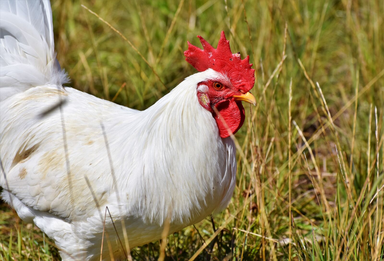 Nikon D7200 sample photo. Hahn, crow, poultry photography