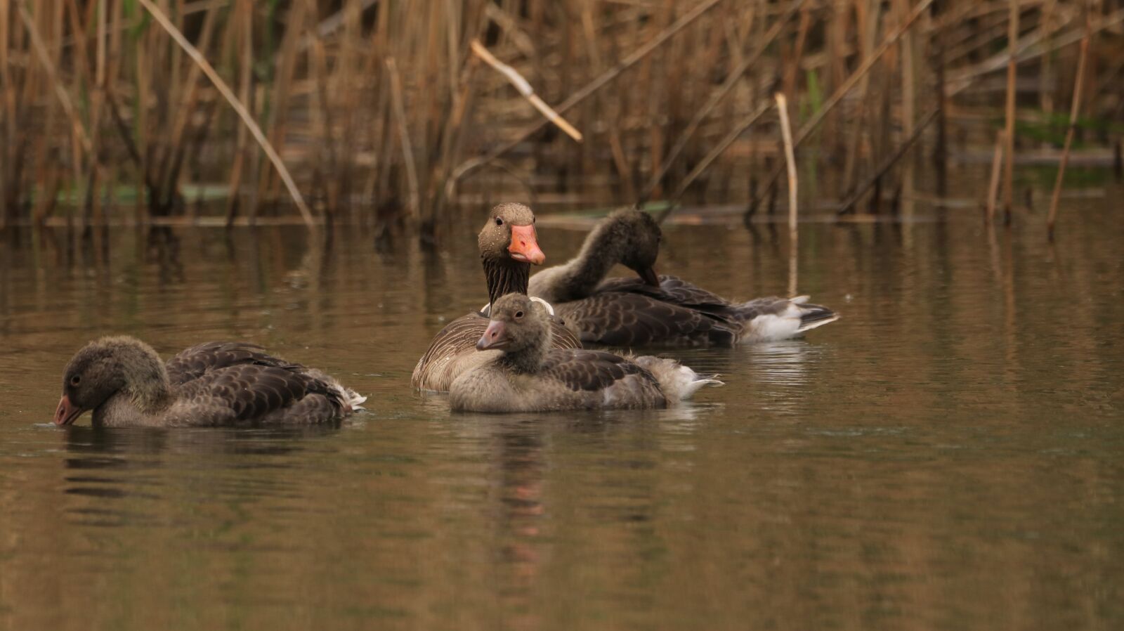 150-600mm F5-6.3 DG OS HSM | Contemporary 015 sample photo. Lake, water bird, nature photography