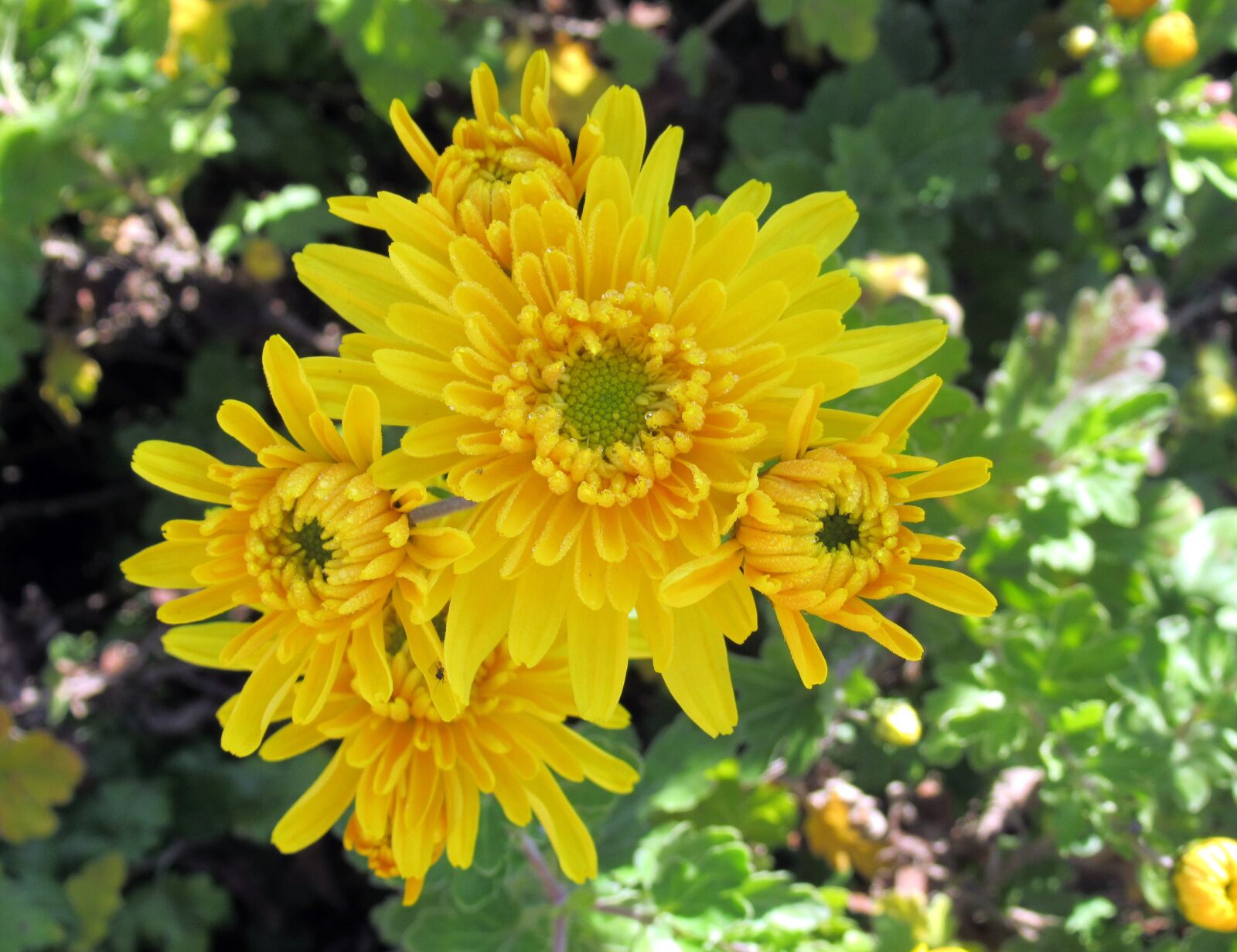 Canon PowerShot SX620 HS sample photo. Autumn, garden, chrysanthemum photography