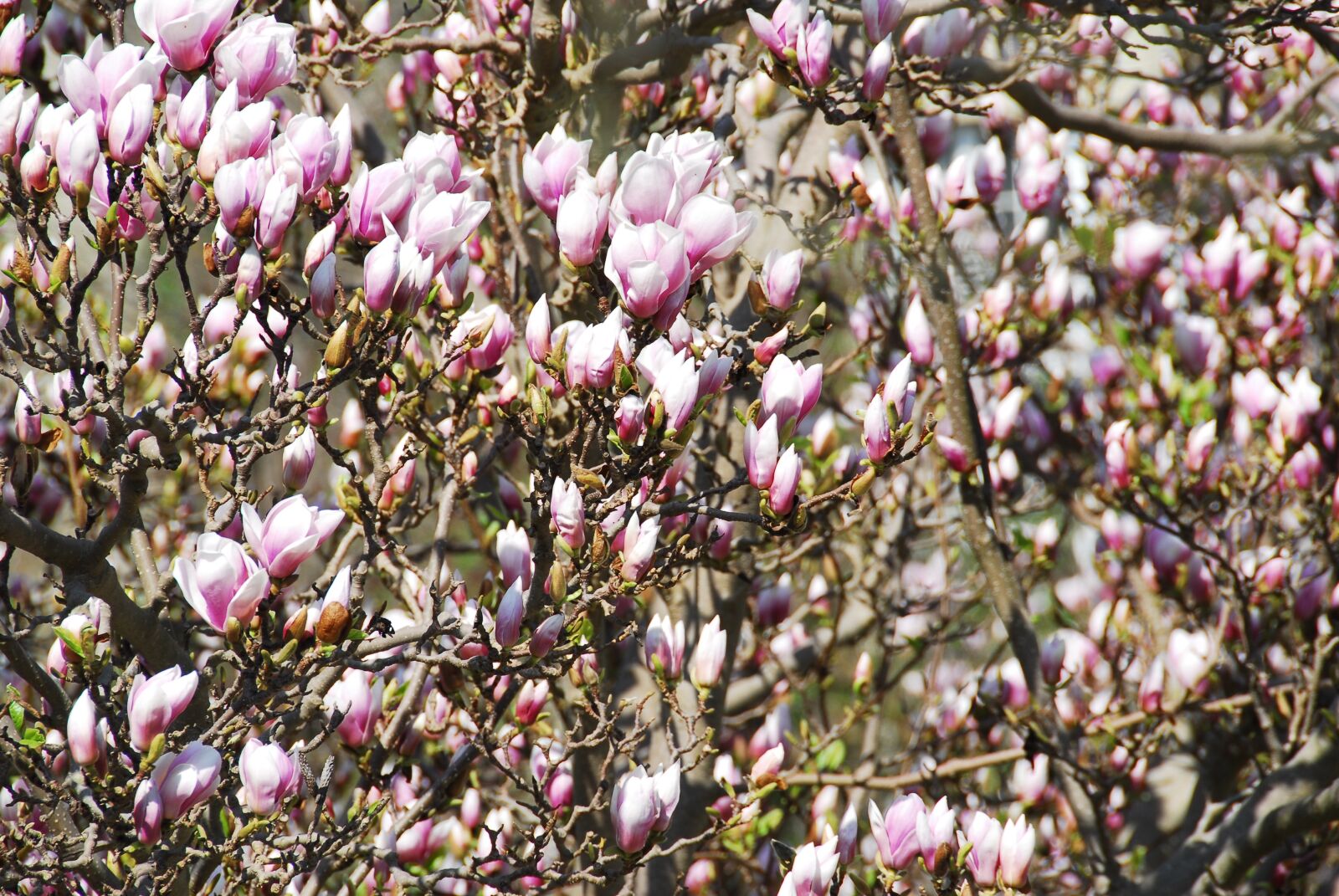Nikon D200 sample photo. Flower, magnolia, plant photography