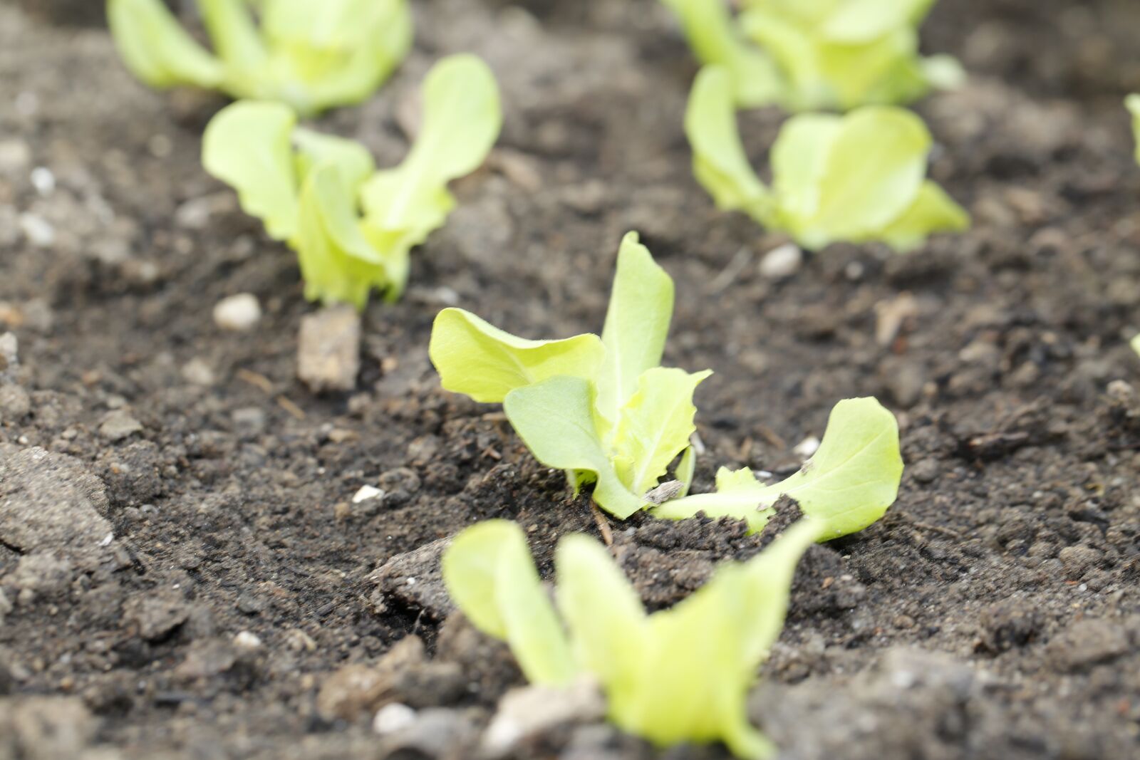 Canon EF 100mm F2.8L Macro IS USM sample photo. Sowing, salad, spring photography